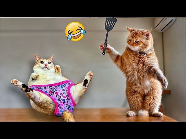 New Funny Animals 2024 😛 Funniest Dogs and Cats 😻🐶