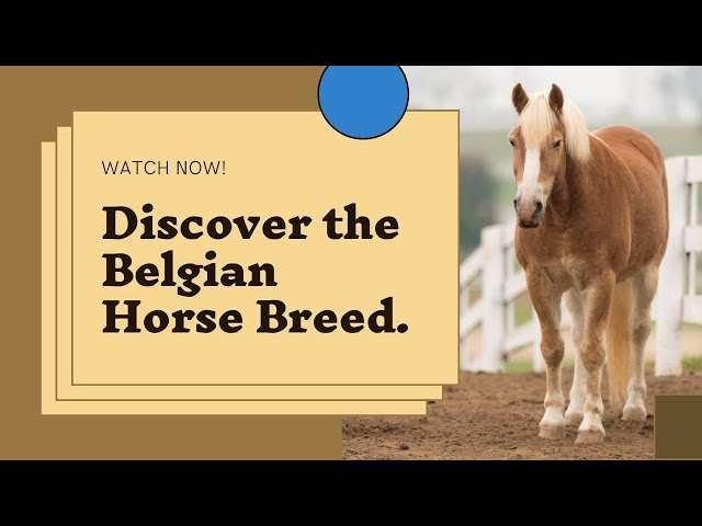 Discover the Belgian Horse Breed
