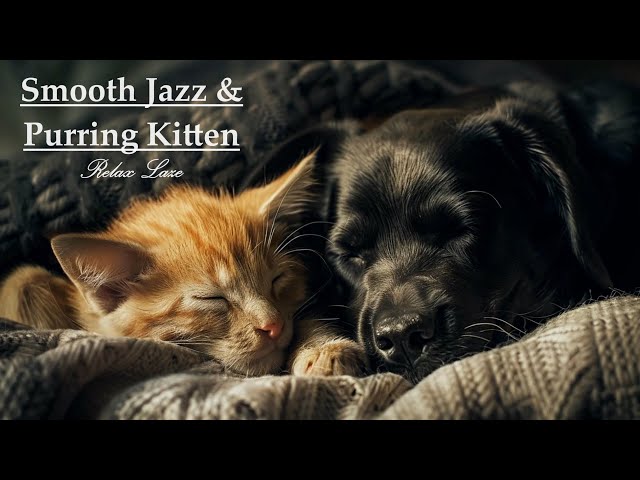 🎷Smooth Jazz: A Cozy Naptime with Purring Kitten & Sleeping Dog 🐾#jazz&blues #livestream #relaxation