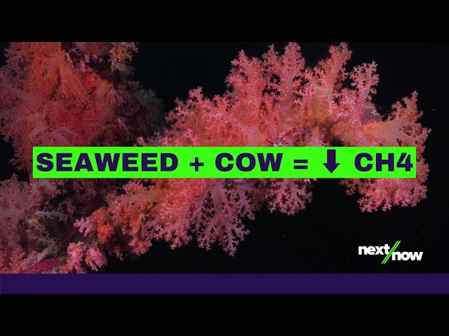 Feeding Cows Seaweed To Reduce Methane | Symbrosia