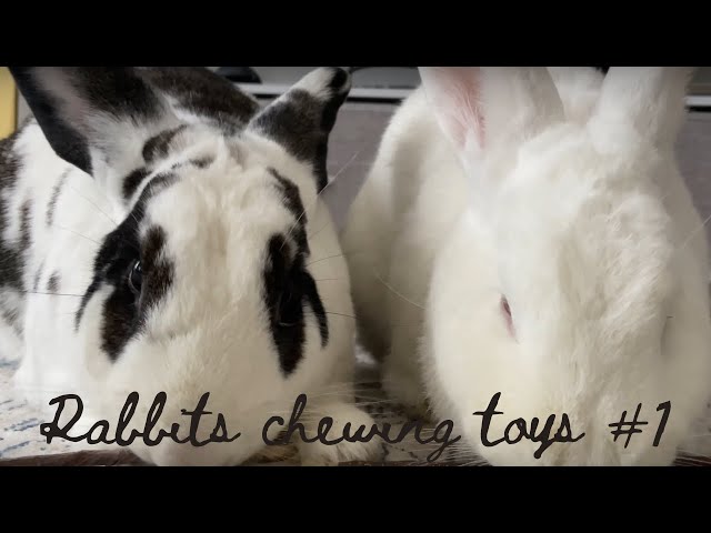 Rabbits chewing apple twigs and a yucca chew toy