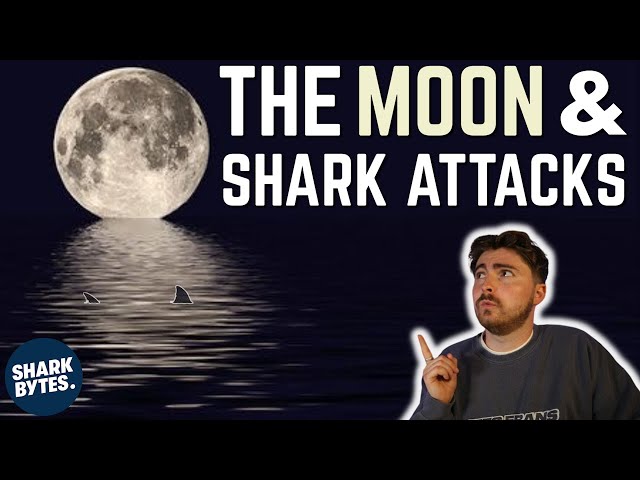 How Does the Moon Affect Sharks?