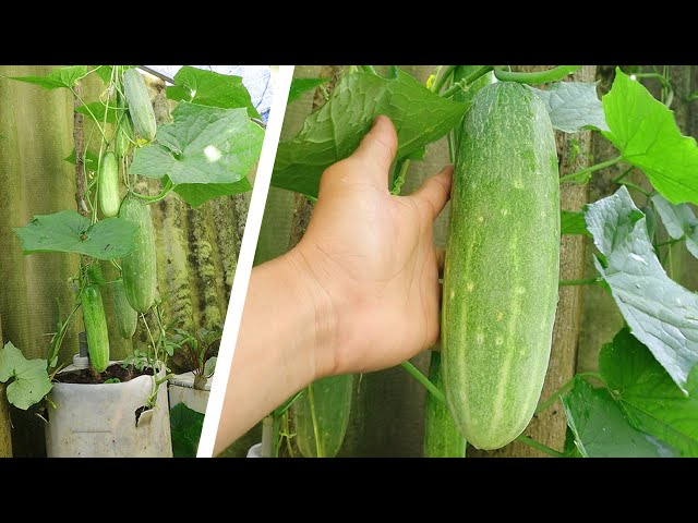 How to grow fruit-laden cucumbers in recycled plastic cans