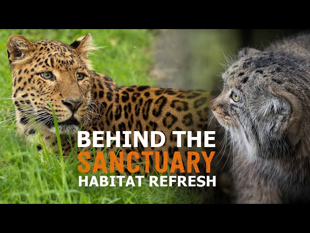Habitat Refresh | Behind The Sanctuary
