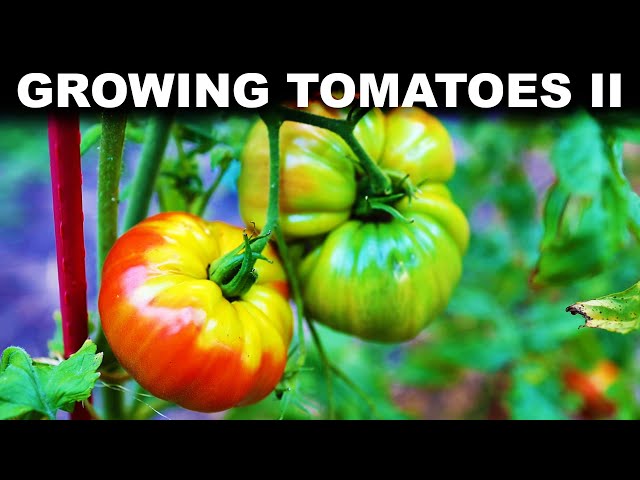 How to grow tomatoes, p. 2: Maintaining and harvesting