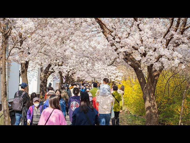 Cherry Blossom Seoul 2023 Yeouido Spring Flower Festival | Ambience Sounds 4K HDR