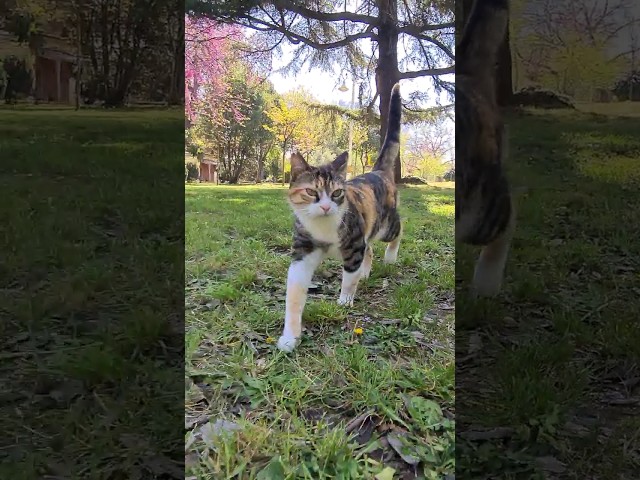 Sweet Cat Always Runs After Me.