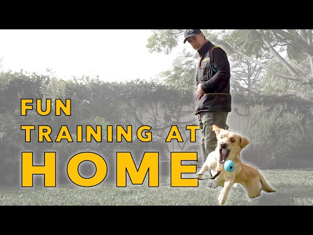 Training Your DOG at HOME in Your Backyard