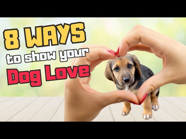 It's how to Express Love to your Dog