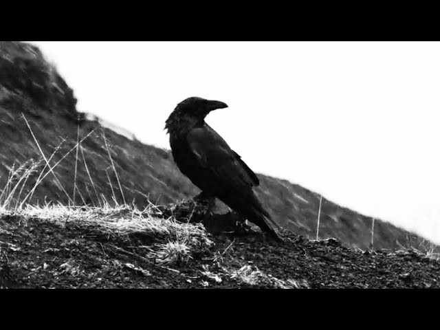 Portugal. The Man - Ep. 008 Knik Country Broadcasting - Raven Story