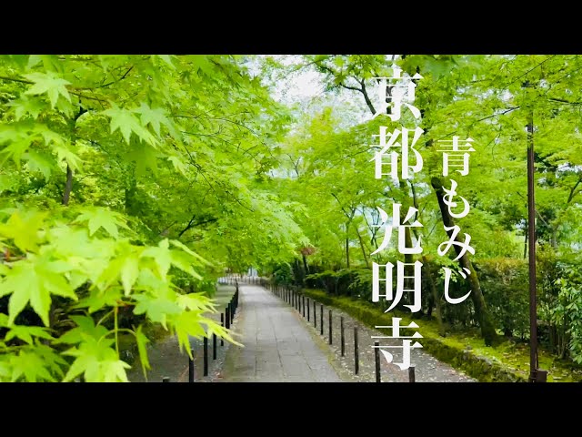 【新緑の京都を巡る】青もみじの光明寺を散策 Walking around Koumyo-ji Temple 【4K】