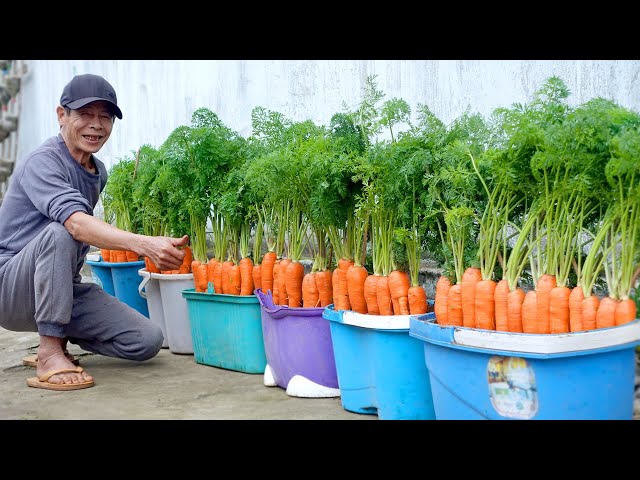 How To Grow Carrots At Home Very Simple, Every Season Has Clean Carrots To Eat