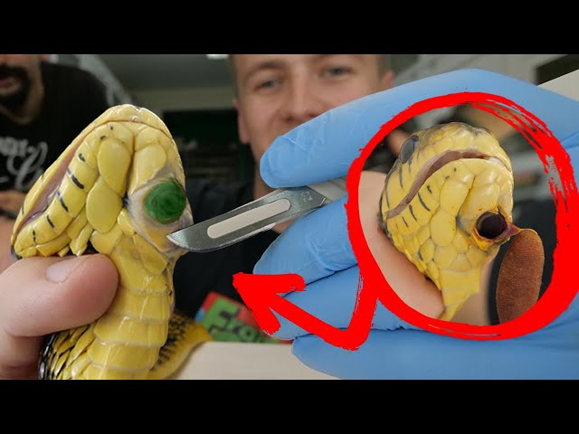 DISGUSTING OBJECT FOUND IN SNAKES JAW!