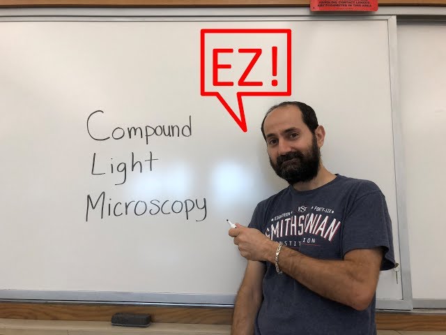 How to use a compound light microscope