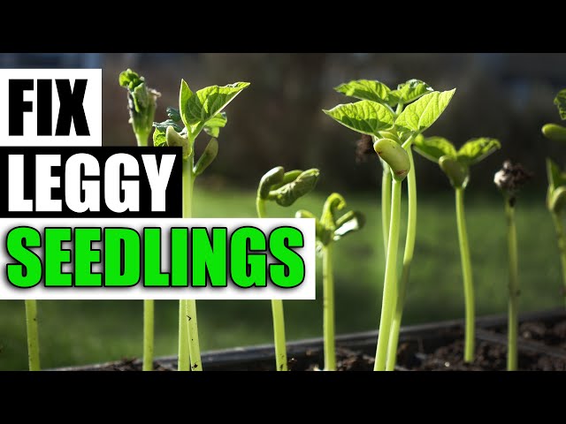 3 Ways To Fix Leggy Seedlings - Garden Quickie Episode 125