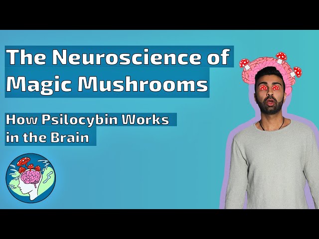 How Magic Mushrooms Work in the Brain | The Neuroscience of Psilocybin