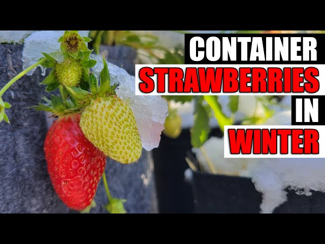 Container Strawberries In Winter - Garden Quickie Episode 107