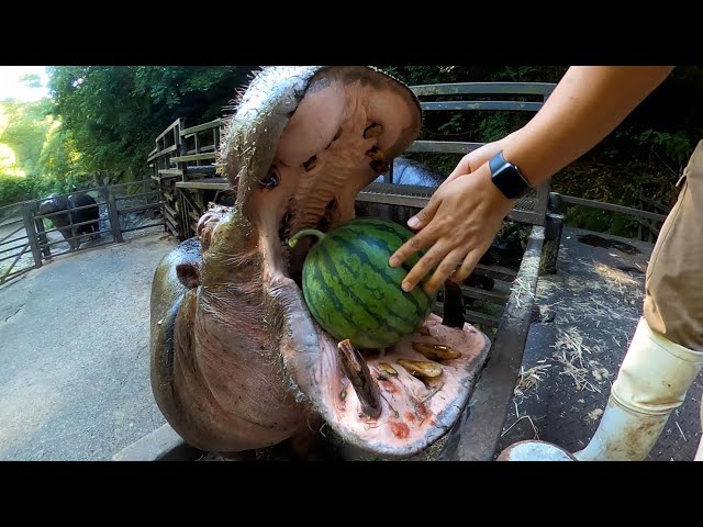 Hippo watermelon #shorts