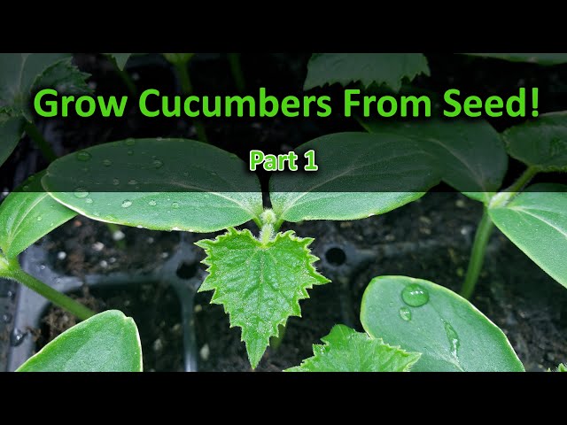 How To Grow Cucumbers Part 1 - Seeding!