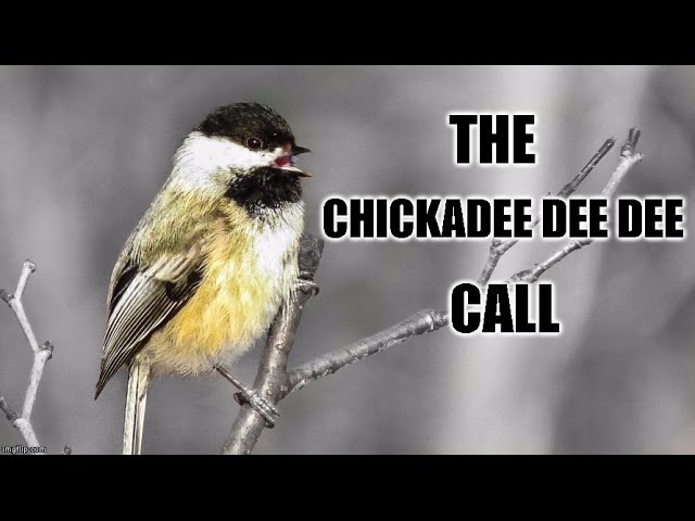 Chickadee-dee-dee Call