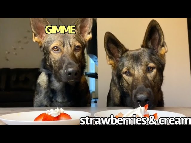 Dogs Review Food | ASMR [part 15]