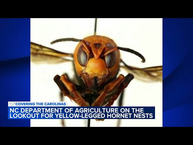 Keep an eye out for invasive yellow-legged hornet in North Carolina