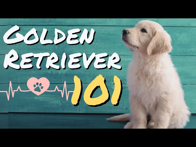 🦮What to Know Before Having a Golden Retriever?