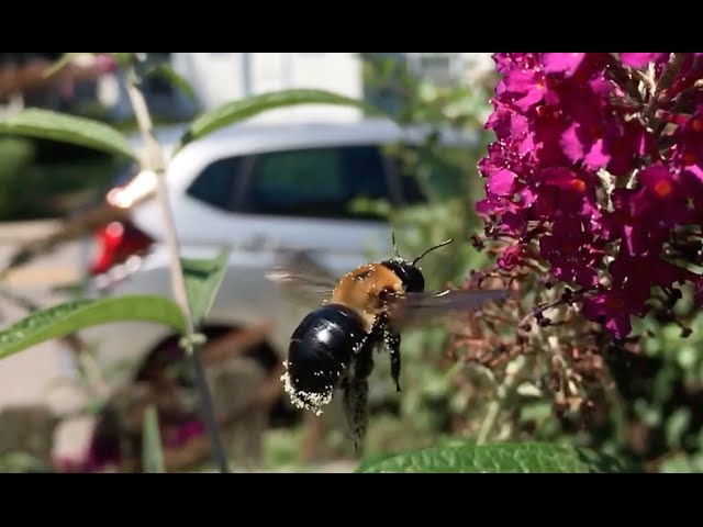 Slow Motion Bee Sounds Exactly Like Chopper! 🐝