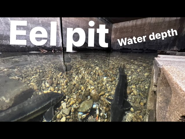 Raising the water in my EEL PIT