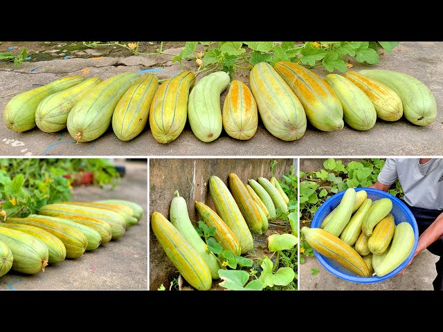 No need for a garden, How to grow melons at home with lots of fruit, hand tired picking