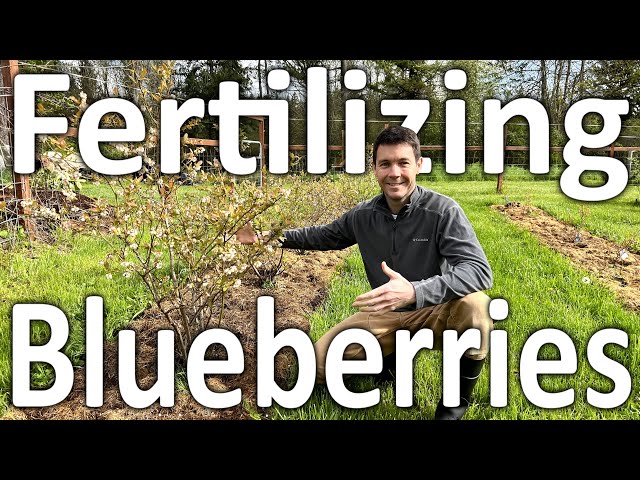 How to Fertilize Your Blueberries for Optimal Growth and Production