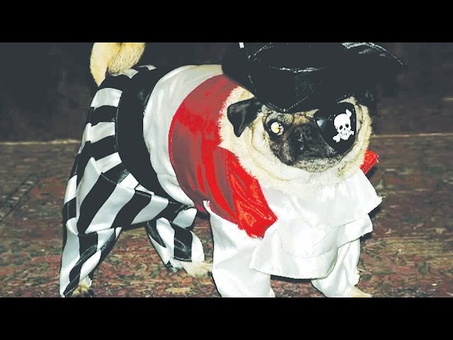 Pug Pirate!