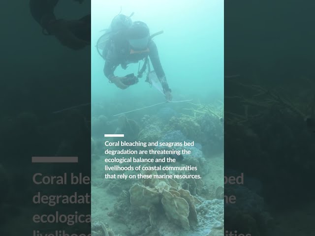 Mass Coral Bleaching Ravages Thailand's Reefs