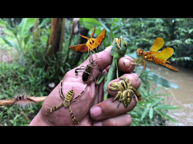 found an extraordinary big jump spider‼️catching moths, chameleons, dragonflies, bugs, caterpillars