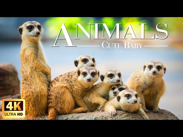 Africa Wildlife In 4K ~ Cute Baby Animals ~ Scenic Relaxation Film With Calming Music