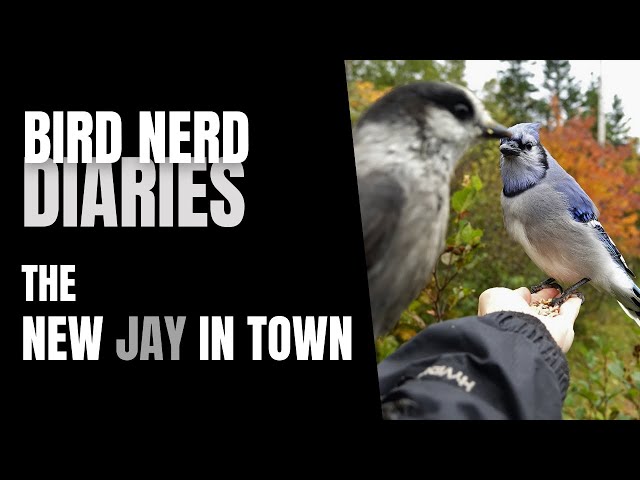 The NEW Jay in Town | Bird Nerd Diaries