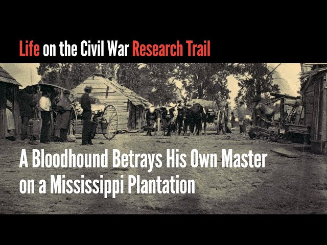 A Bloodhound Betrays His Own Master on a Mississippi Plantation