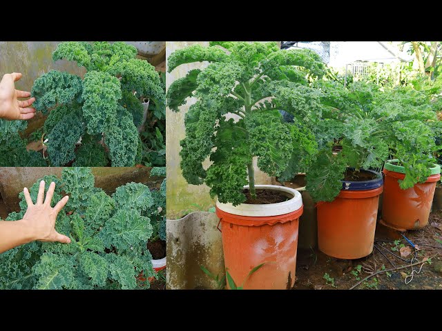 How I Grow Kale In A Paint Bucket At Home - Grow Kale From Seeds