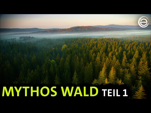 Mythos Wald ‒ Tierparadies und Schattenreich | Erlebnis Erde