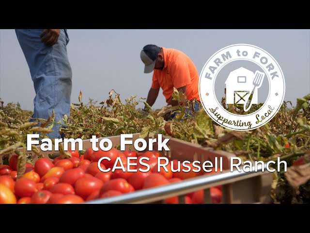 Farm to Fork: Tomatoes from the CAES Russell Ranch Sustainable Agriculture Facility