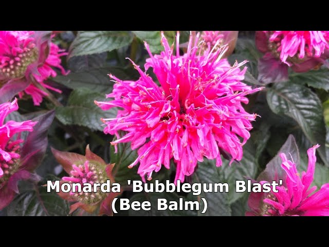 Monarda 'Bubblegum Blast' (Bee Balm) - Terrific, Easy to Grow, Colorful💥Native, Attracts Pollinators