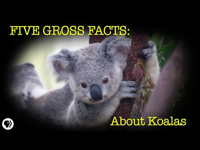 5 Gross Facts About Koalas