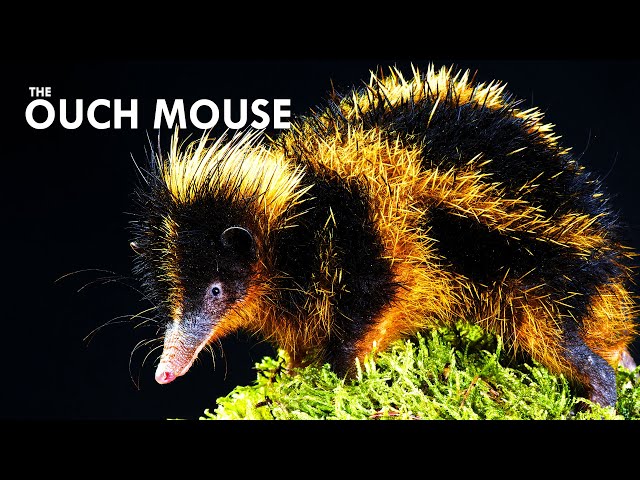 You Don't Want To Touch a Tenrec
