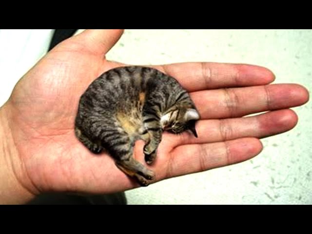 10 Kleinste Tiere Der Welt!