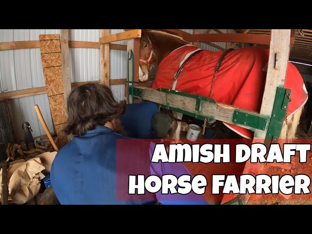 AMISH FARRIER: All Your Questions Answered!!