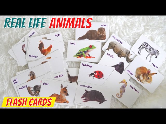 ANIMAL NAMES for Kids and Toddlers | First Words for Babies | Educational Video for Kids
