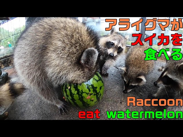 Raccoon eat watermelon