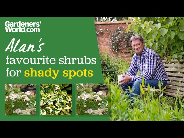 Five shrubs for shade | Alan Titchmarsh