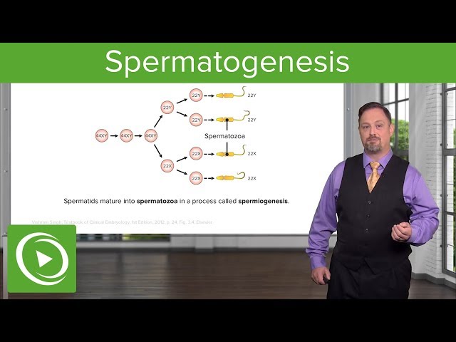 Spermatogenesis & Spermiogenesis – Embryology | Lecturio