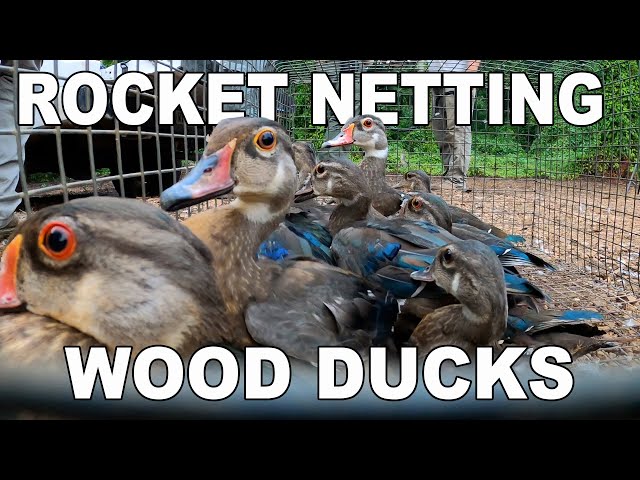 Using Rocket-Nets to Capture and Band Wood Ducks